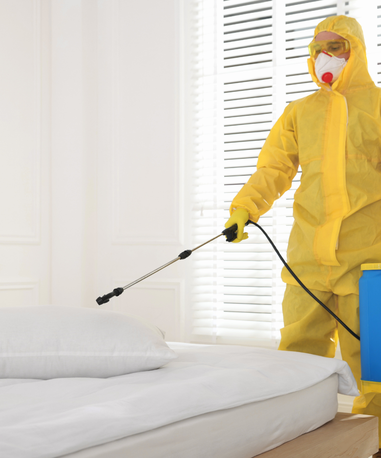 Professional Pest Control Team in Dorset Vale